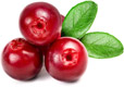 Cranberry