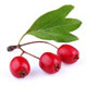 Hawthorn Organic