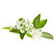 Orange Blossom Organic