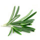 Rosemary Organic