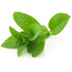 Peppermint Organic