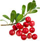 Bearberry Organic