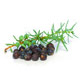 Juniper Organic