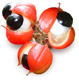 Guarana Organic