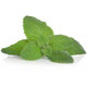 Lemon Balm Organic